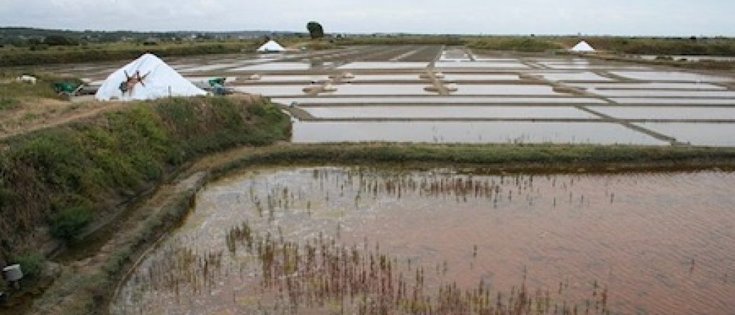 Sel Bio : suite au vote de la Commission de l’Agriculture du Parlement européen, le sel marin de l’Atlantique risque une concurrence déloyale